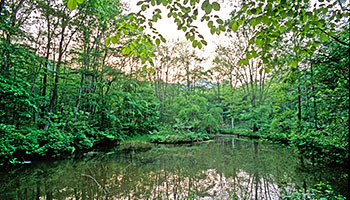 Participation in Afan Woodland Restoration Activities