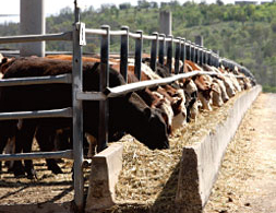 ワイアラ牧場で飼育する「大麦牛」は日本人の嗜好に合わせ、柔らかな肉質とジューシーな食感に仕上げられるように独自に配合した穀物飼料で育てています。